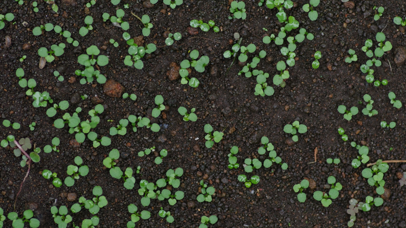 agriculture_case03